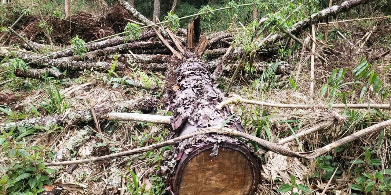 Em Imbituva Polícia Ambiental aplica multa no valor de R$ 110.000,00.