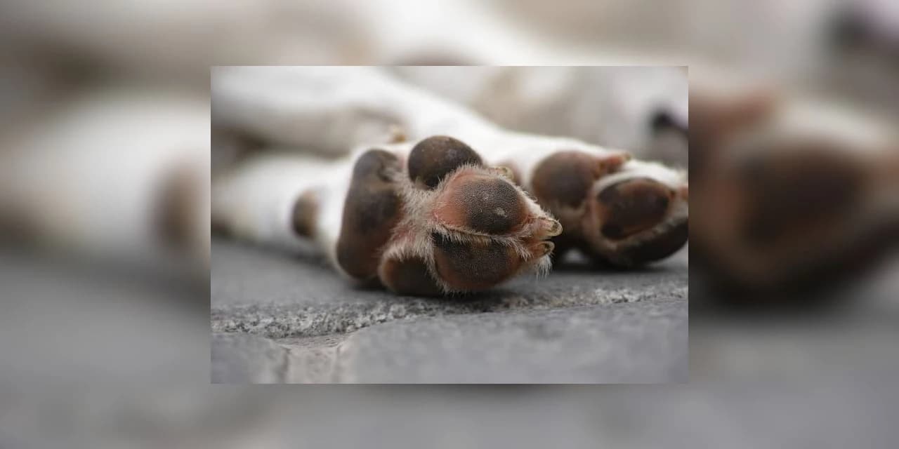 Animais domésticos estão sendo envenenadados em Prudentópolis
