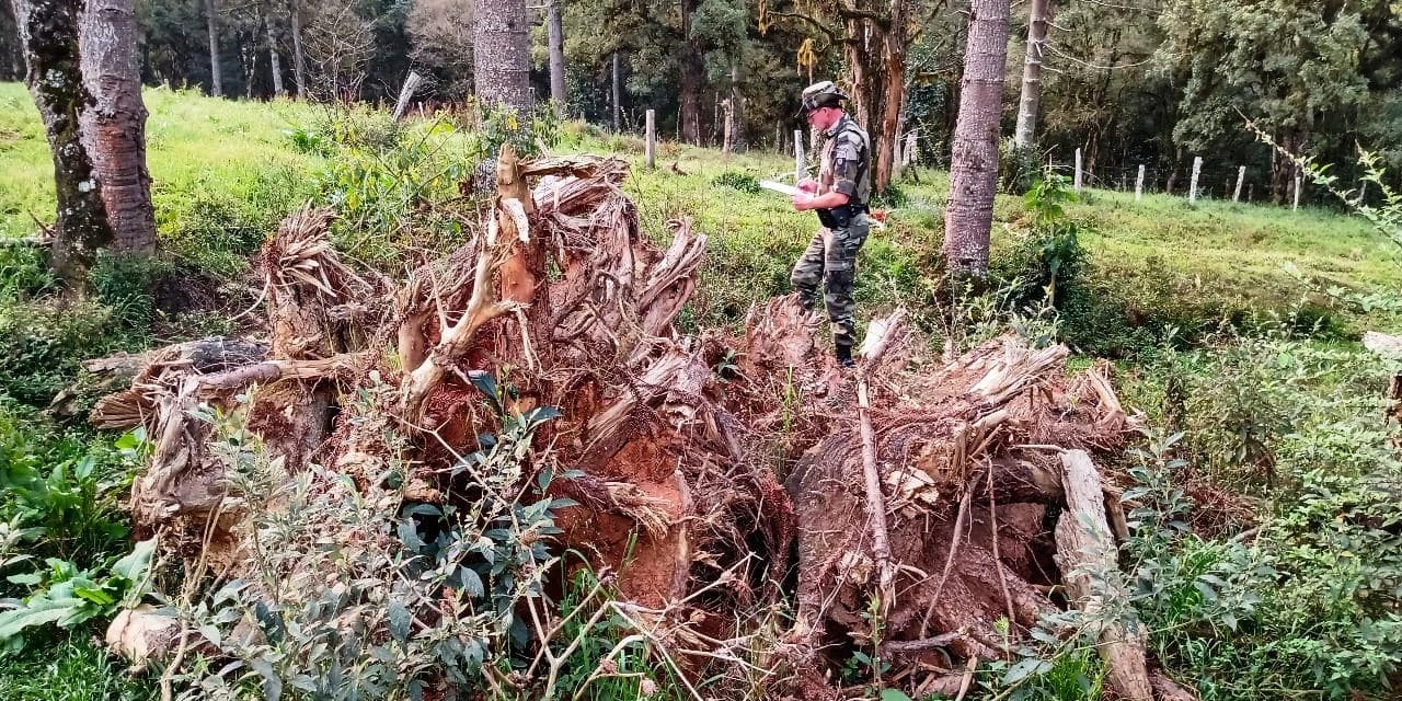 Em Rebouças policiais ambientais constataram o corte de 15 araucárias sem autorização.
