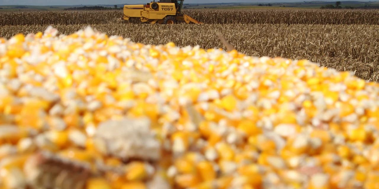 Boletim agropecuário ressalta bons preços do milho ao produtor.