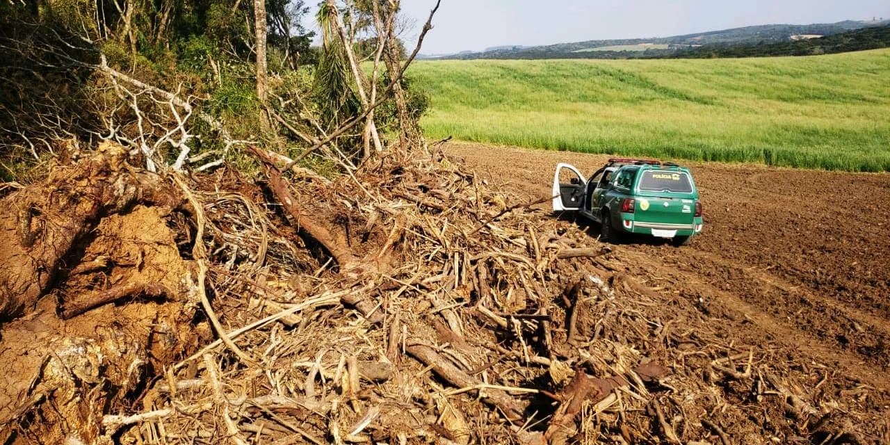 Irati: Graças à denúncia Policia Ambiental encontra destruição de mata nativa