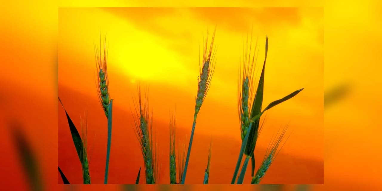 Relatório mostra que chuvas ainda são insuficientes para a agricultura