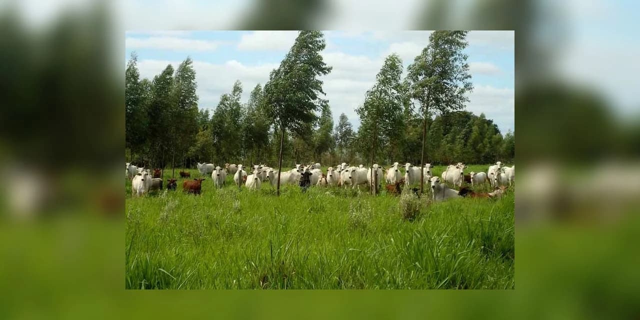 Integração pecuária e cultivo florestal aumenta produtividade