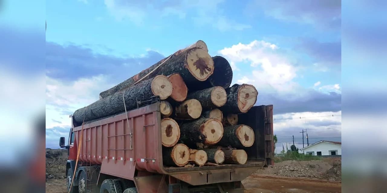 Em Guamiranga Polícia Ambiental encontra caminhão transportando toras de pinheiro irregularmente.