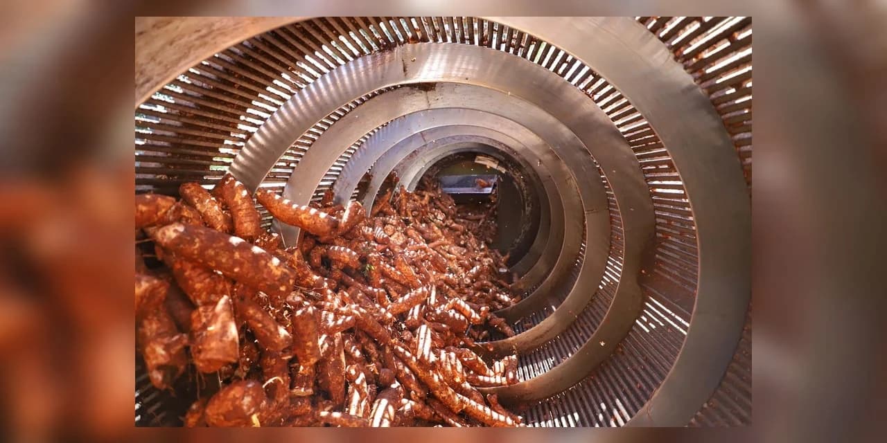 Indústria paranaense produz 70% da fécula de mandioca do País