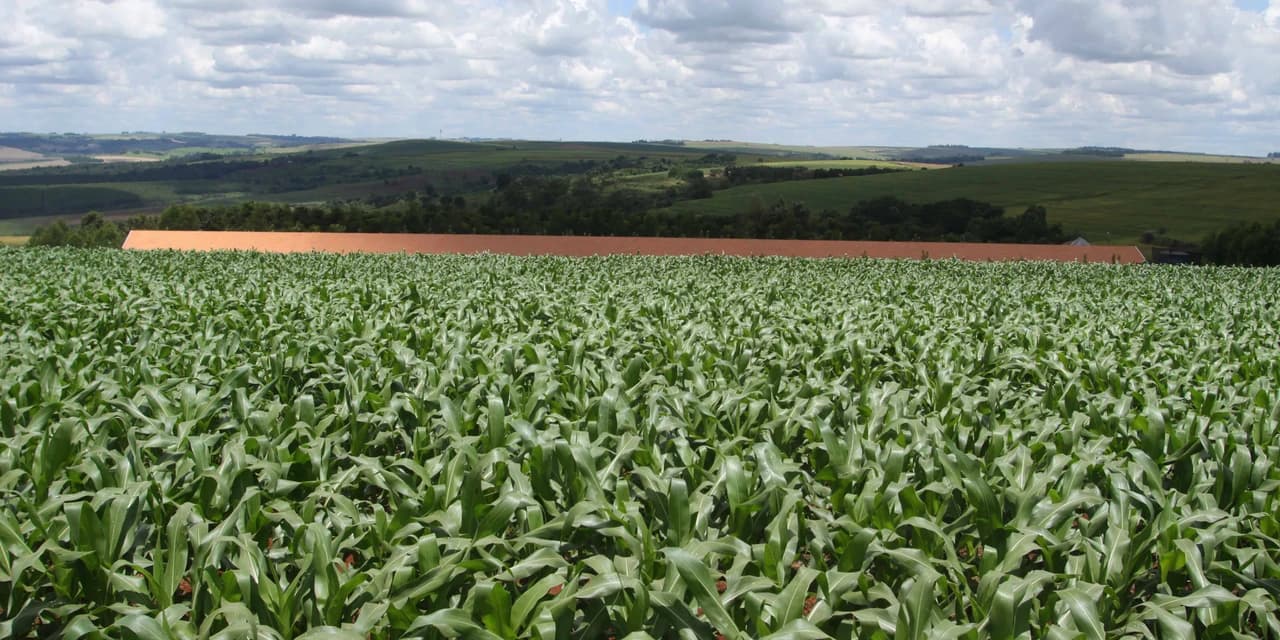 Safra de verão no Paraná deve chegar a 24,2 milhões de toneladas
