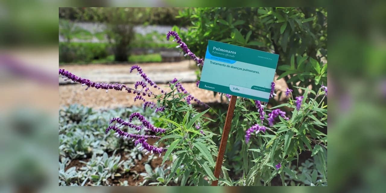 Estado do Paraná é destaque no País na produção de plantas medicinais