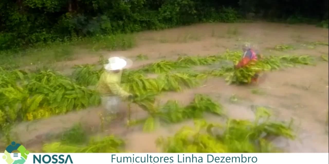 TV NOSSA GENTE: Excesso de chuva traz dificuldades para fumicultores em Prudentópolis. Assista: