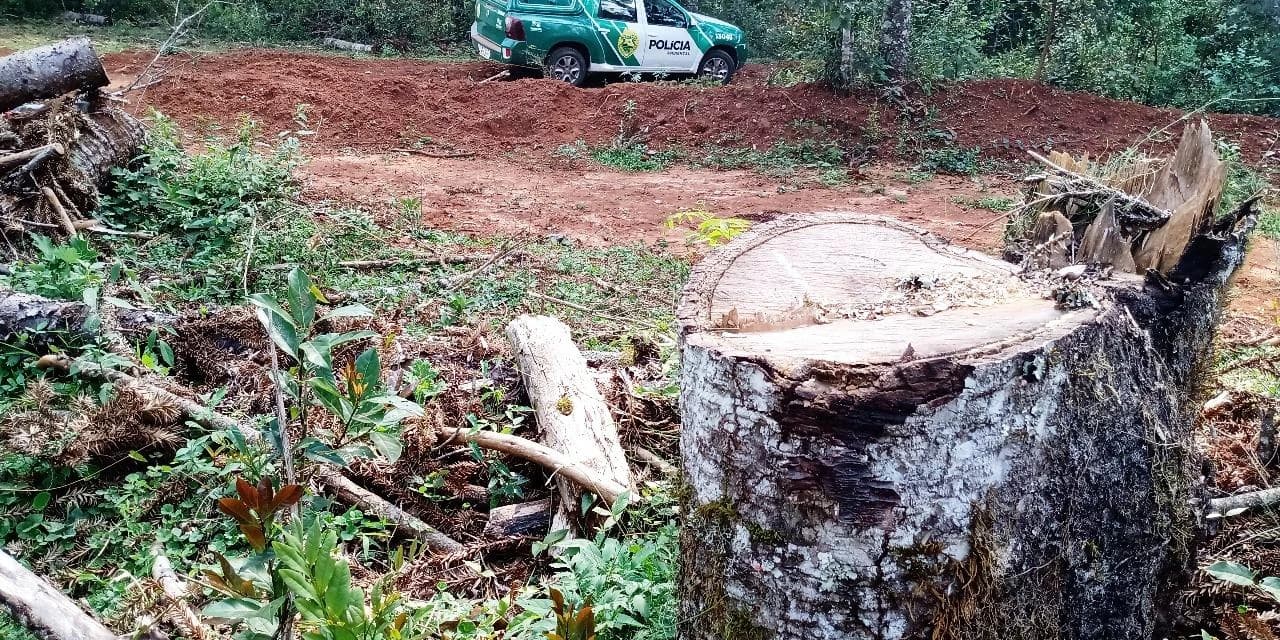 Em Imbituva Polícia Ambiental encontra área com o  corte de 27 araucárias