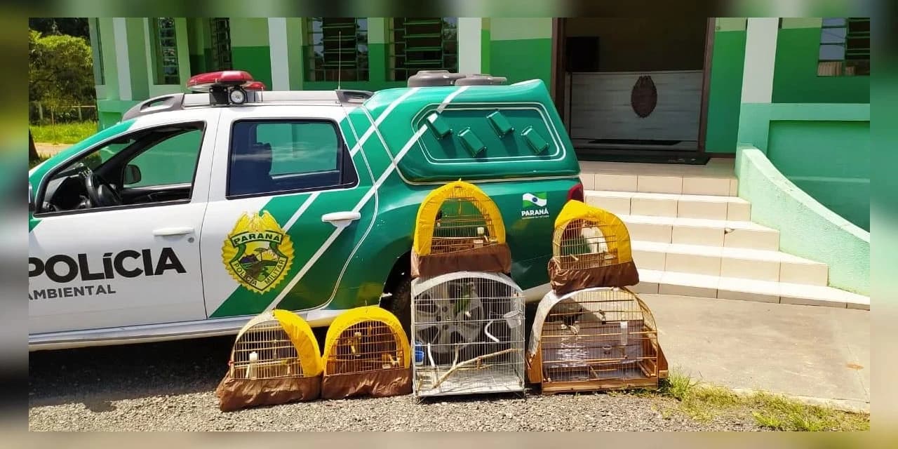 Polícia Militar apreende pássaros em cativeiro e aplica multa ao responsável