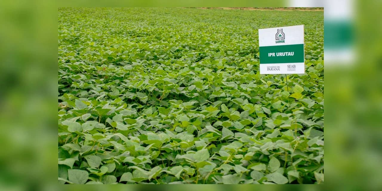 Principal produtor brasileiro, Paraná comemora o Dia Mundial do Feijão