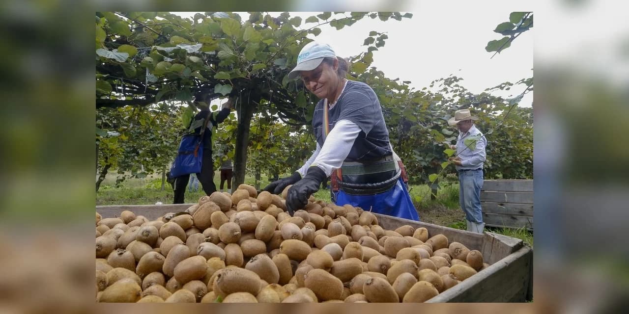 Campeão de produtividade, kiwi de Antônio Olinto ganha o Brasil