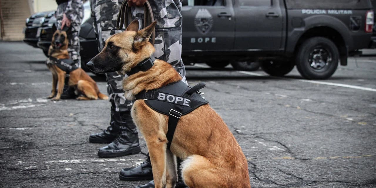 Apreensão de drogas com uso de cães da PM aumenta em quase 1.000% no Paraná