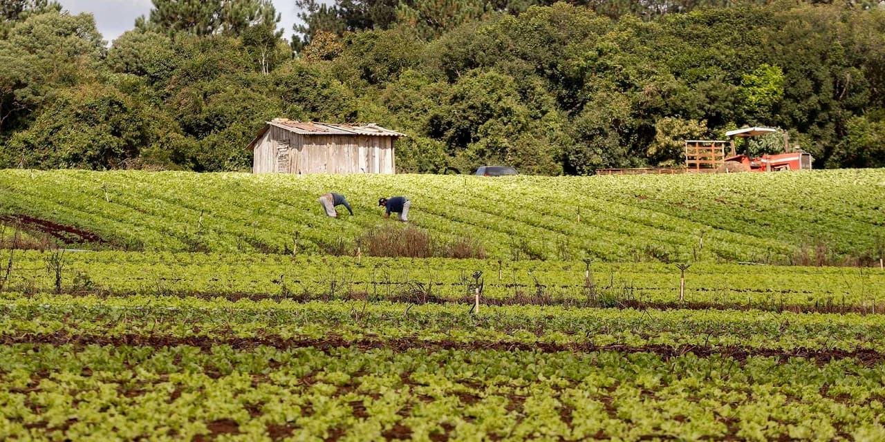 Governo publica edital de R$ 31,5 milhões para projetos da agricultura familiar