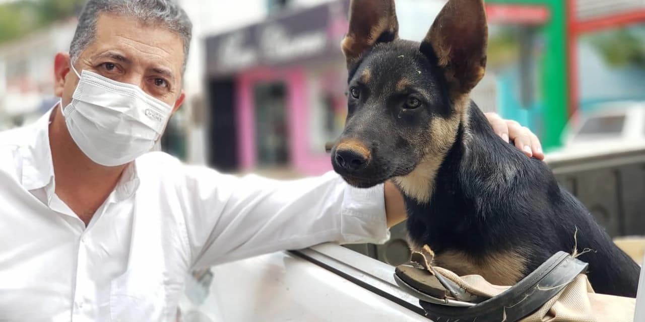 Projeto do deputado Cobra Repórter obriga prestação de socorro a animais atropelados