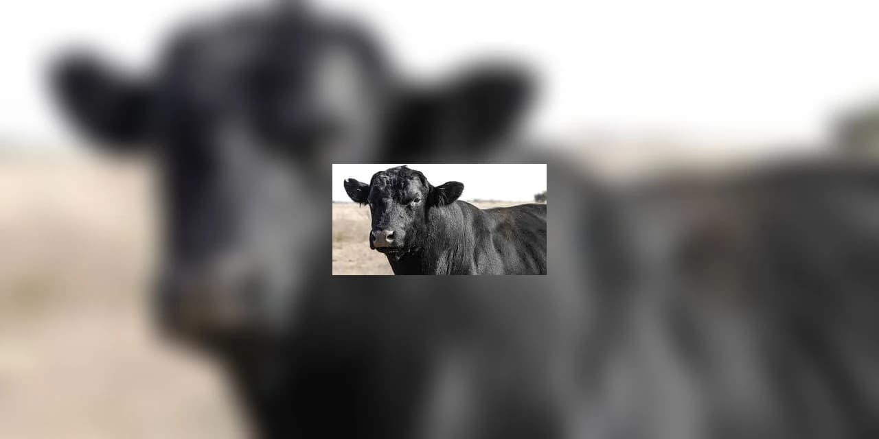 Boi da raça Angus é furtado de uma propriedade em Prudentópolis