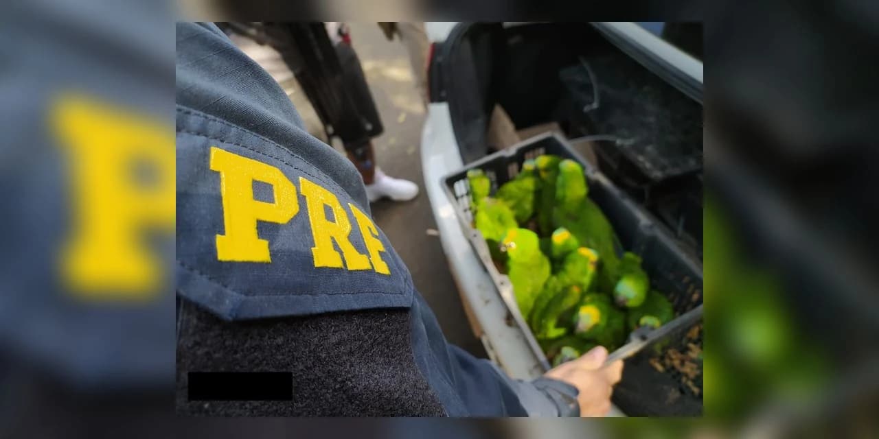 PRF apreende mais de 100 pássaros, em Ponta Grossa