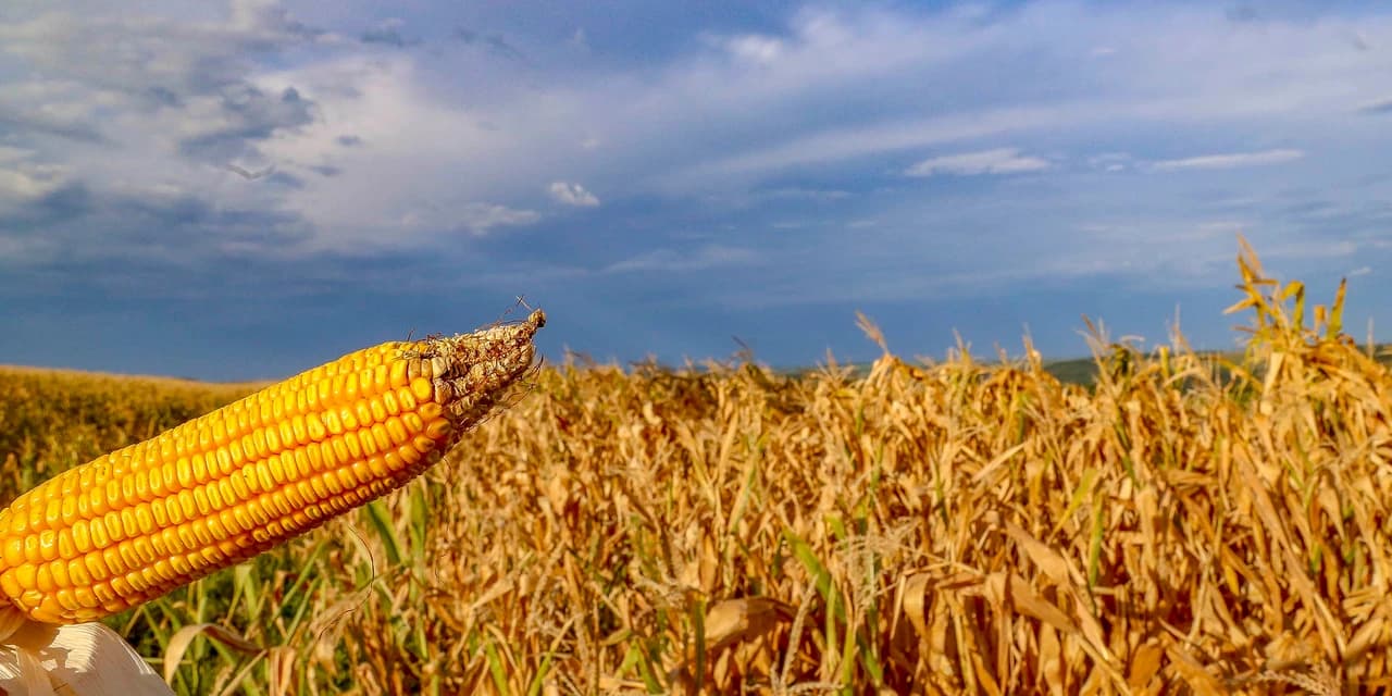Estado pede ao governo federal mais ações para produtores prejudicados pela crise hídrica