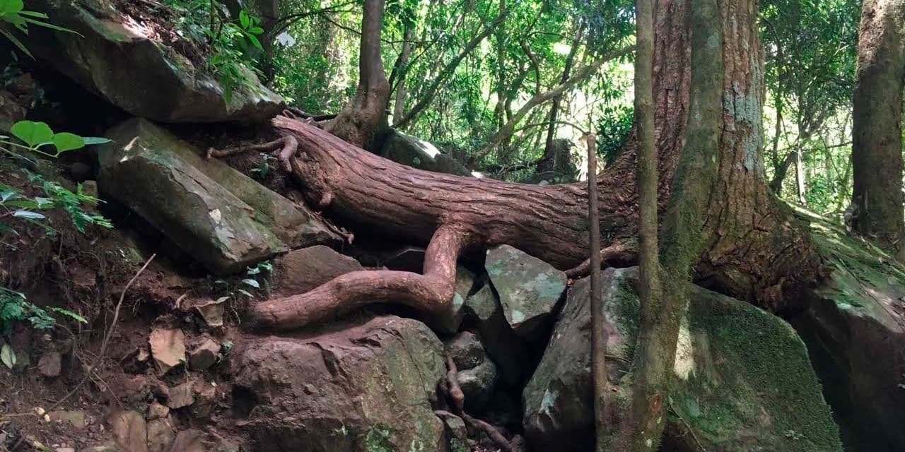 IAT interdita trilha do Parque Estadual Salto São Francisco da Esperança