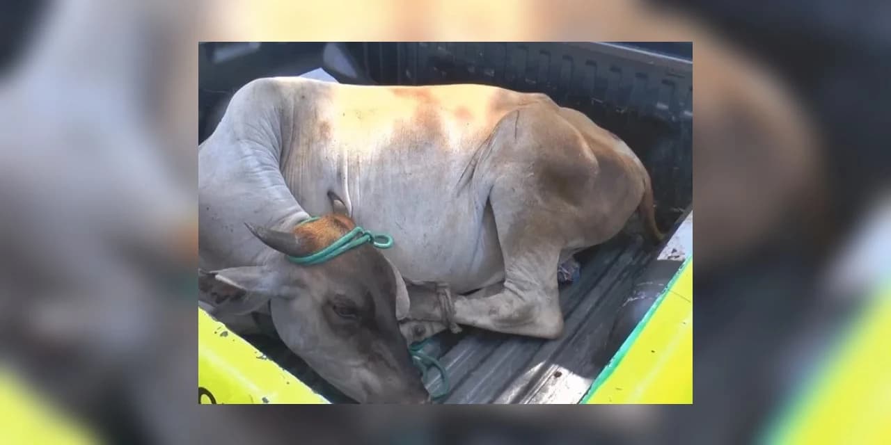 Homens furtam vaca mas acabam perdendo o animal após passar por lombada em alta velocidade