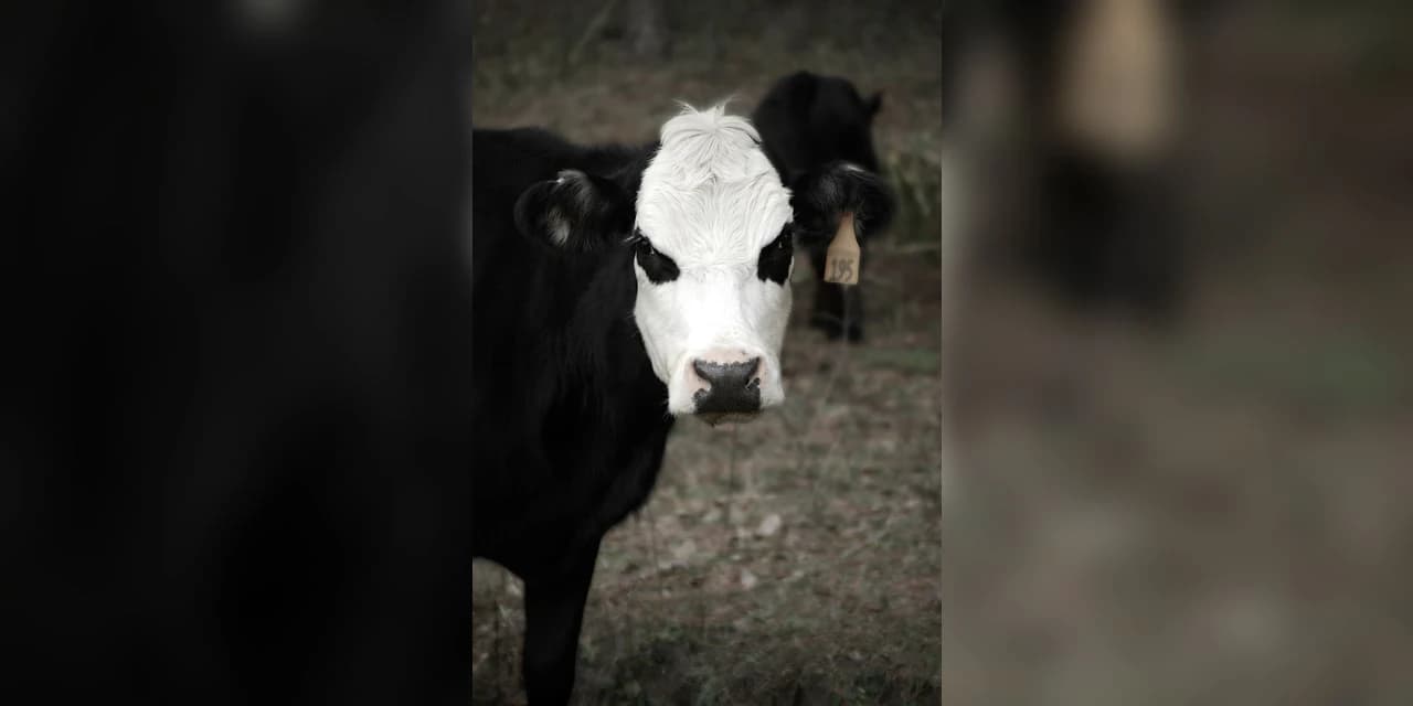 Foco de raiva é confirmado em bovino, no Rio dos Patos