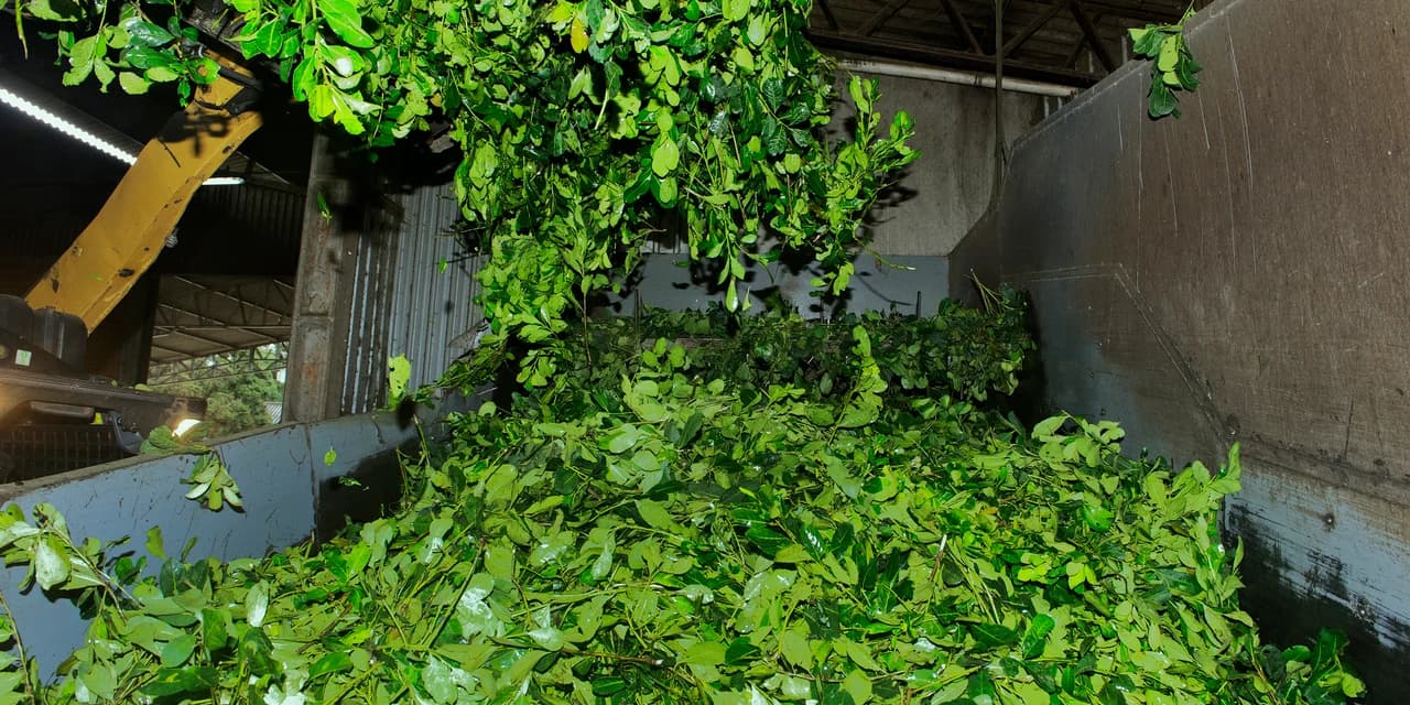 Estado e produtores formulam programa para agregar mais valor ao mate e ao pinhão