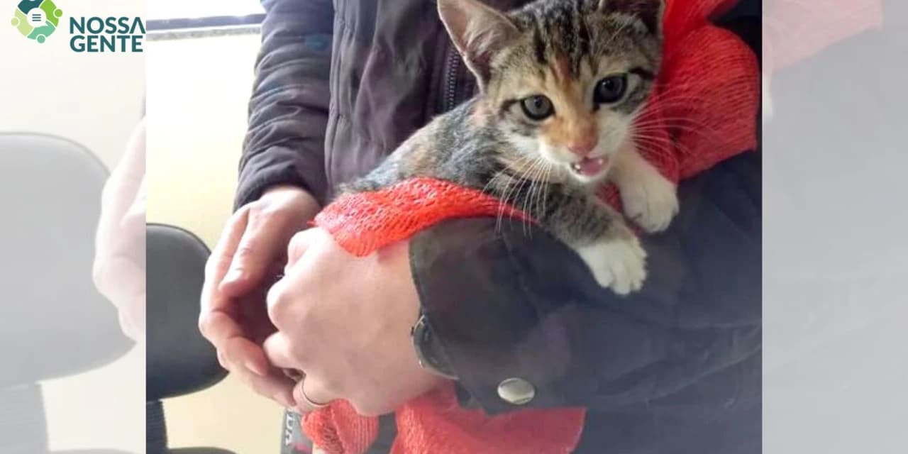 Mulher é flagrada abandonando gata na Vila Mariana; animal segue para adoção
