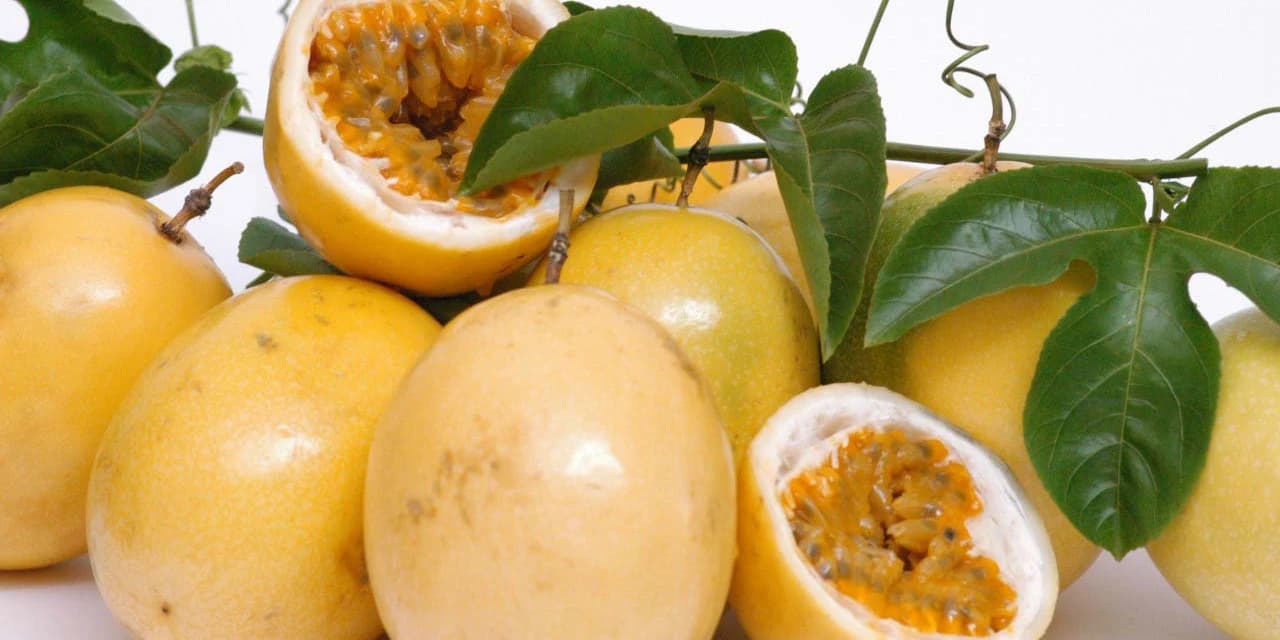 IDR apresenta cultivar inédita de maracujá para aumentar produtividade em Prudentópolis