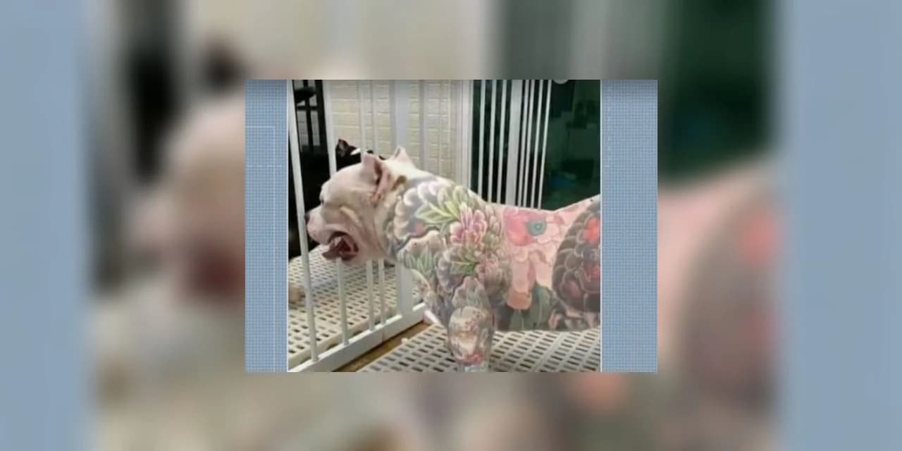 Tatuagens e piercings em animais são proibidos no Paraná