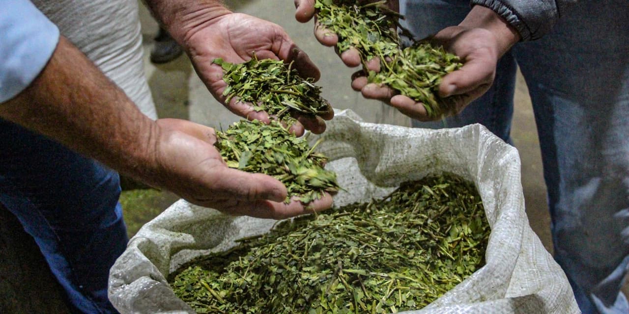 Regional de Irati é a terceira que mais produz erva-mate  no Paraná