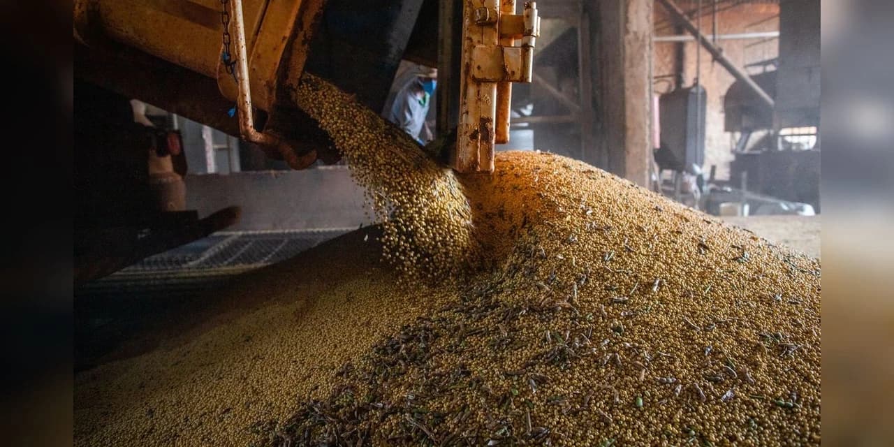 Produção agrícola em 2021 bate novo recorde e atinge R$ 743,3 bilhões