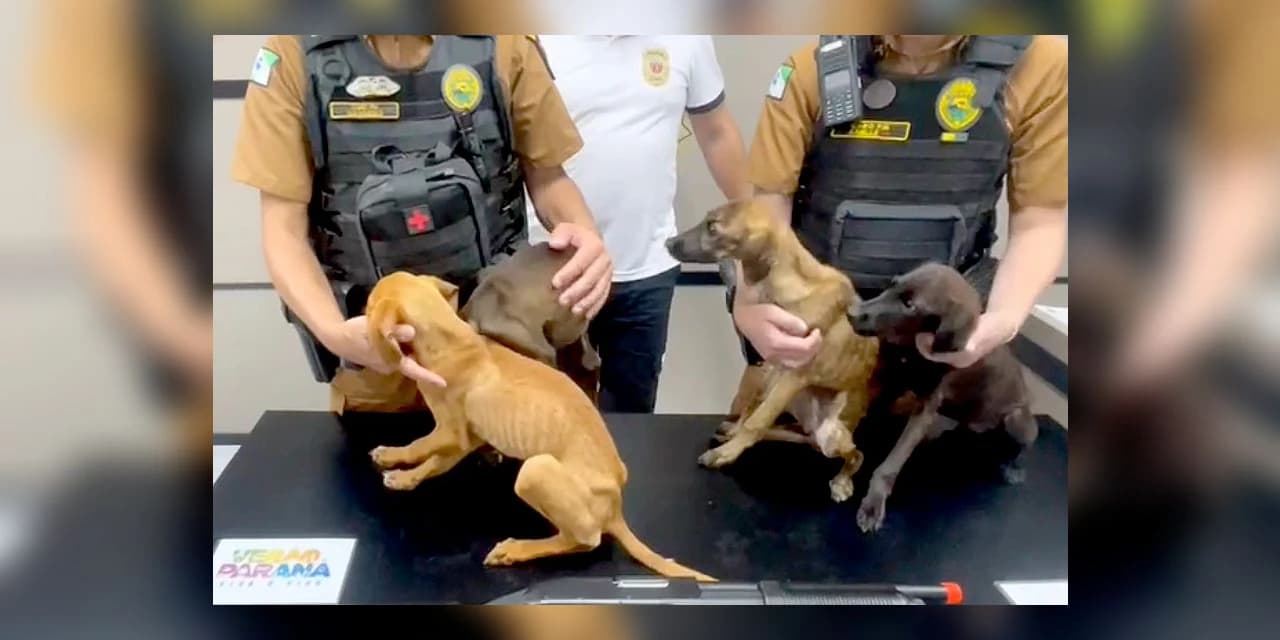 Policiais prendem mulher e apreendem adolescente por maus-tratos a animais em Matinhos