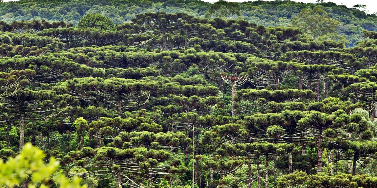 Árvore-símbolo do Paraná, Araucária é a muda mais procurada nos viveiros do Estado