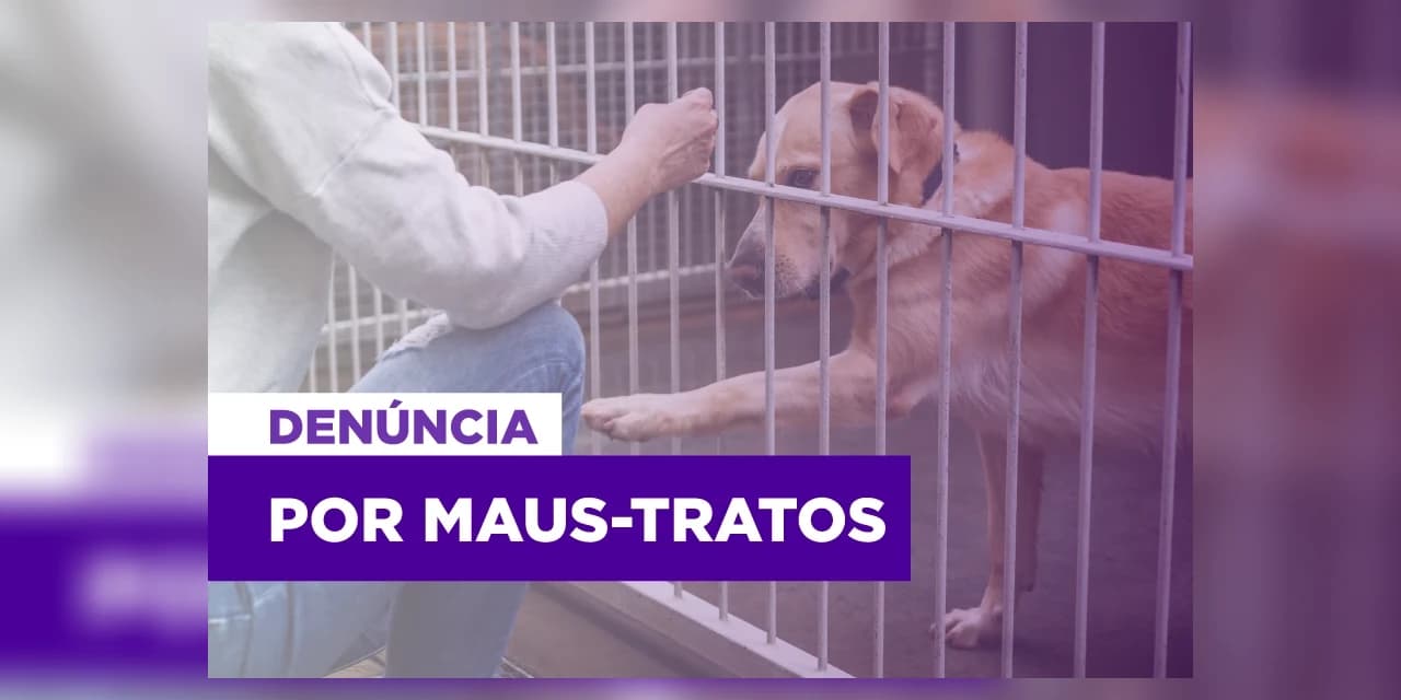Justiça recebe denúncia oferecida pelo MP contra mulher que mantinha animais em situação de maus-tratos em Curitiba