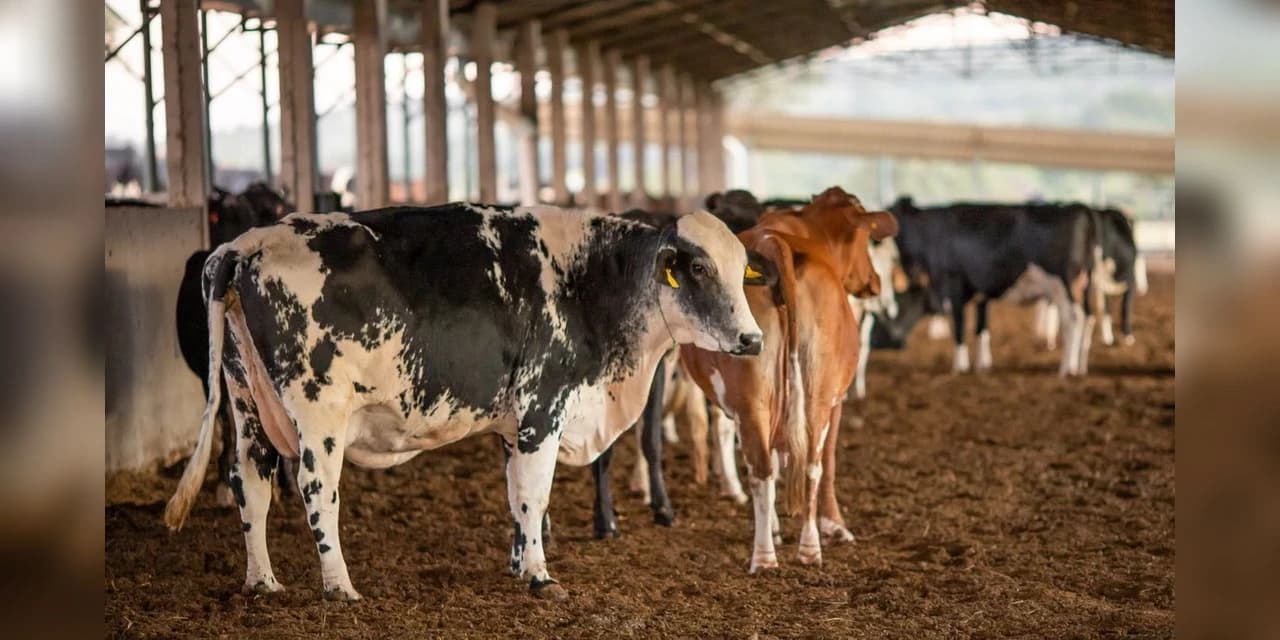 Vendas de carne bovina à China são suspensas após caso de vaca louca