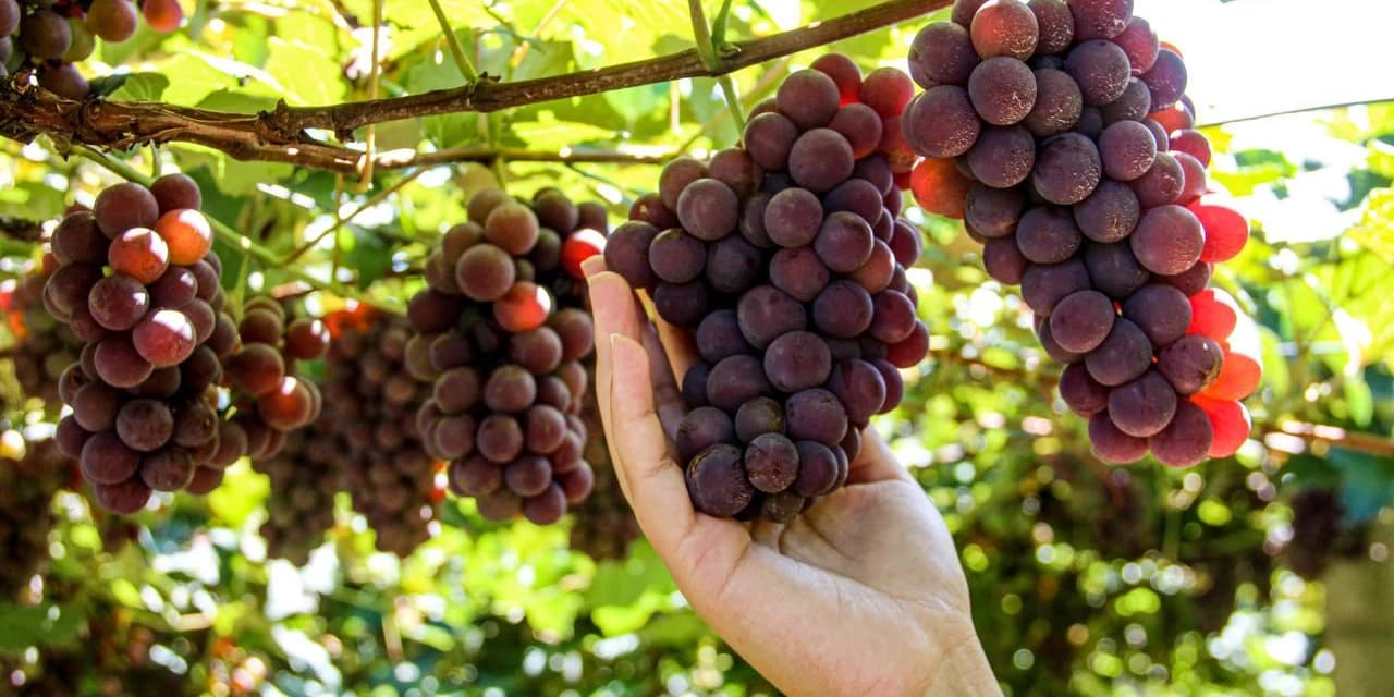 Em Irati produção familiar de vinho ganha mercado local e regional