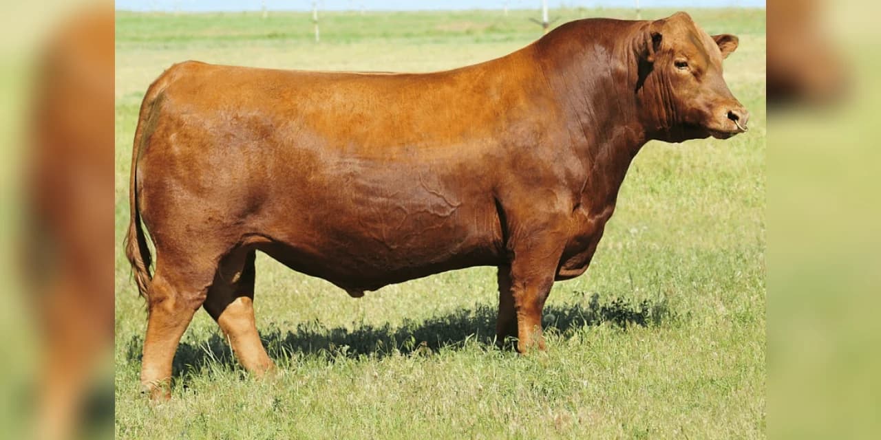 Em Rebouças ladrões invadem propriedade, matam boi e levam a carne
