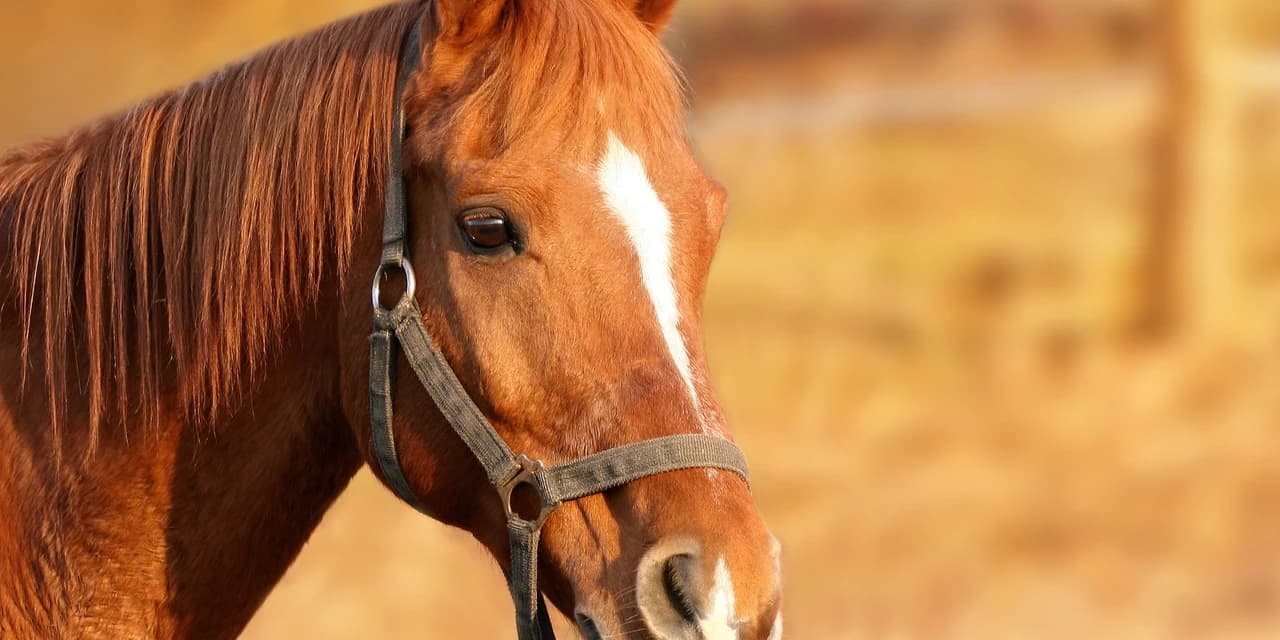 Adolescentes furtam cavalos e ameaçam veterinários do Parque das Araucárias, em Guarapuava