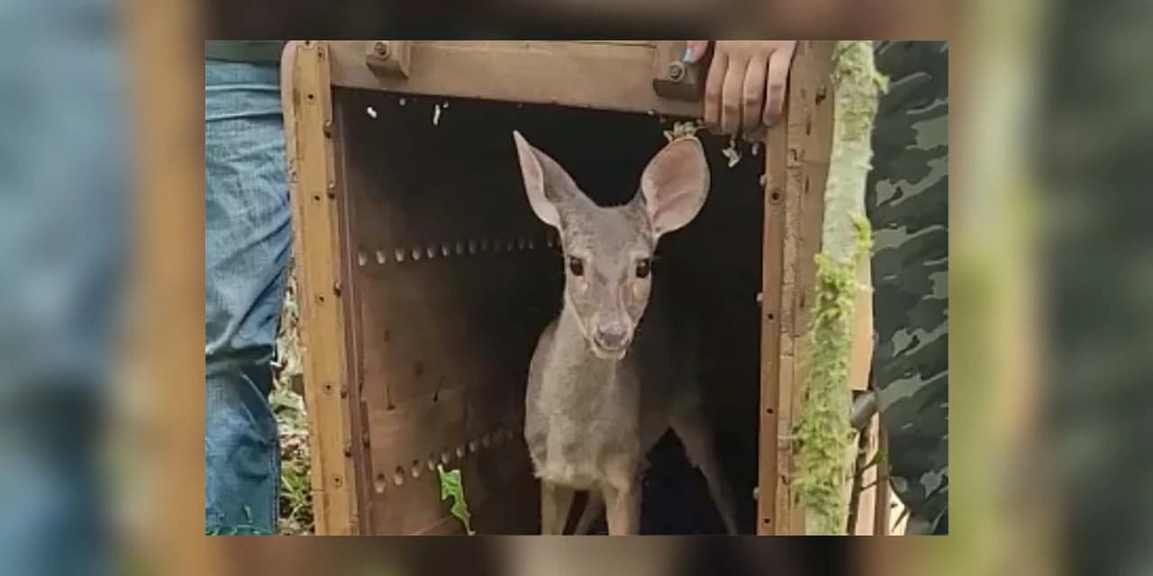 Veado, cachorro-do-mato e pássaros trinca-ferro retornam à natureza com suporte do IAT