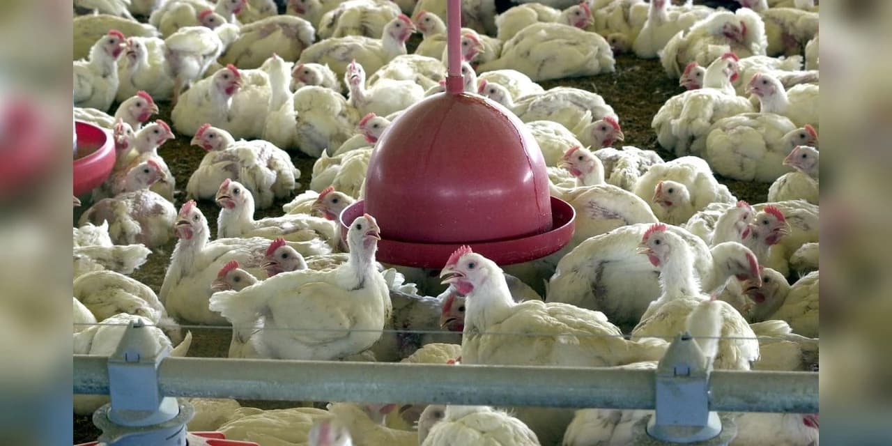 OMS confirma primeira morte por gripe aviária no mundo