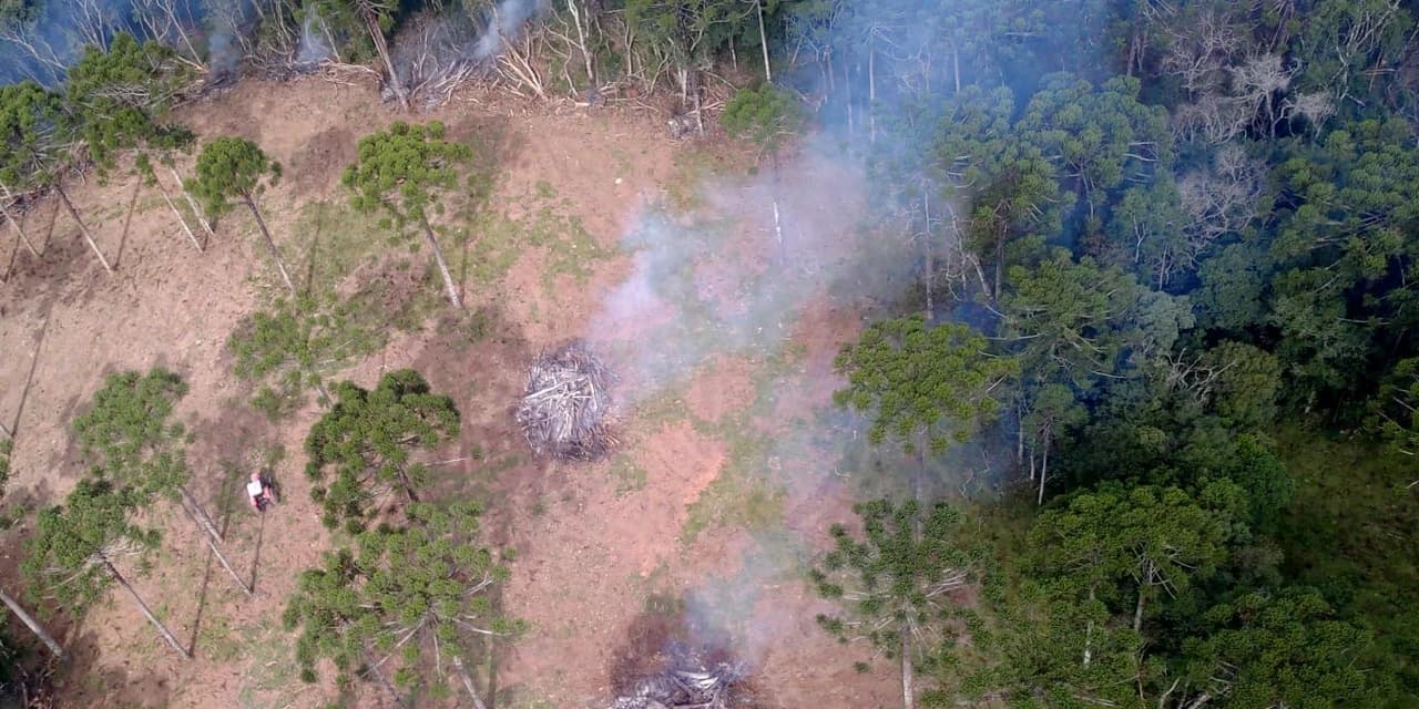 Estado aplica R$ 3,6 milhões em multas por desmatamento de 462 hectares nos Campos Gerais