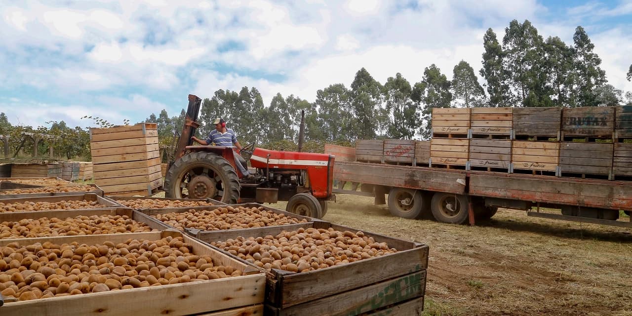 Frutas da estação como caqui, kiwi e tangerina apresentam queda nos preços, aponta boletim
