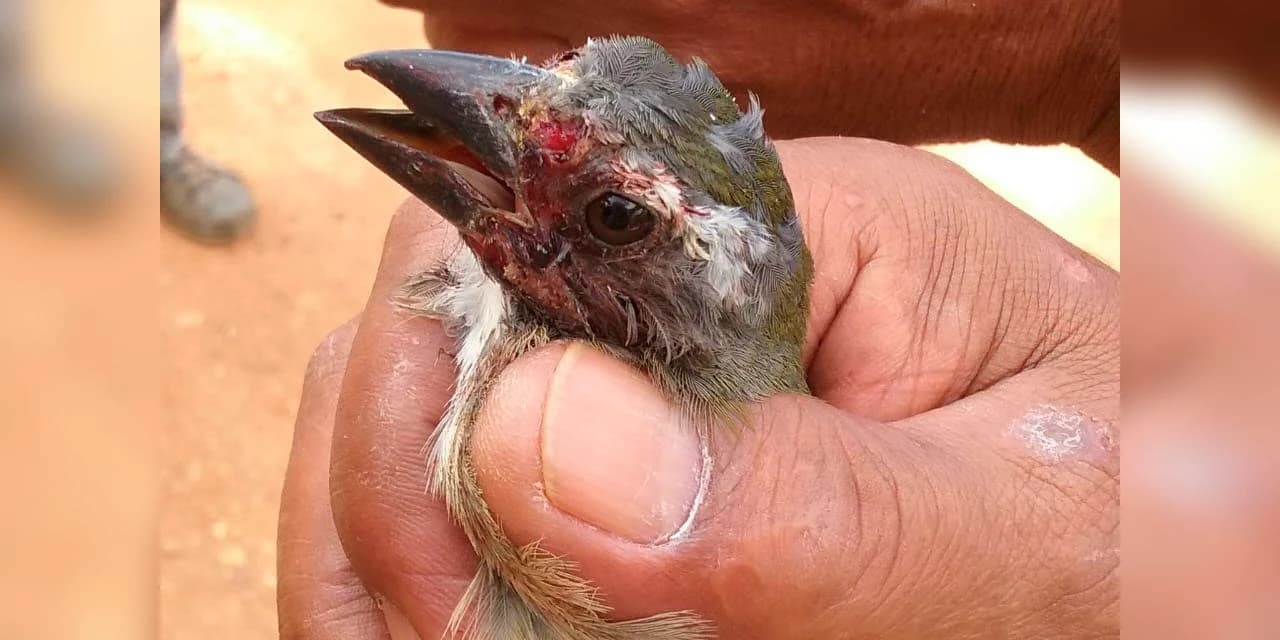 Com reforço na fiscalização, aves silvestres são a classe mais atendida no CAFS de Guarapuava