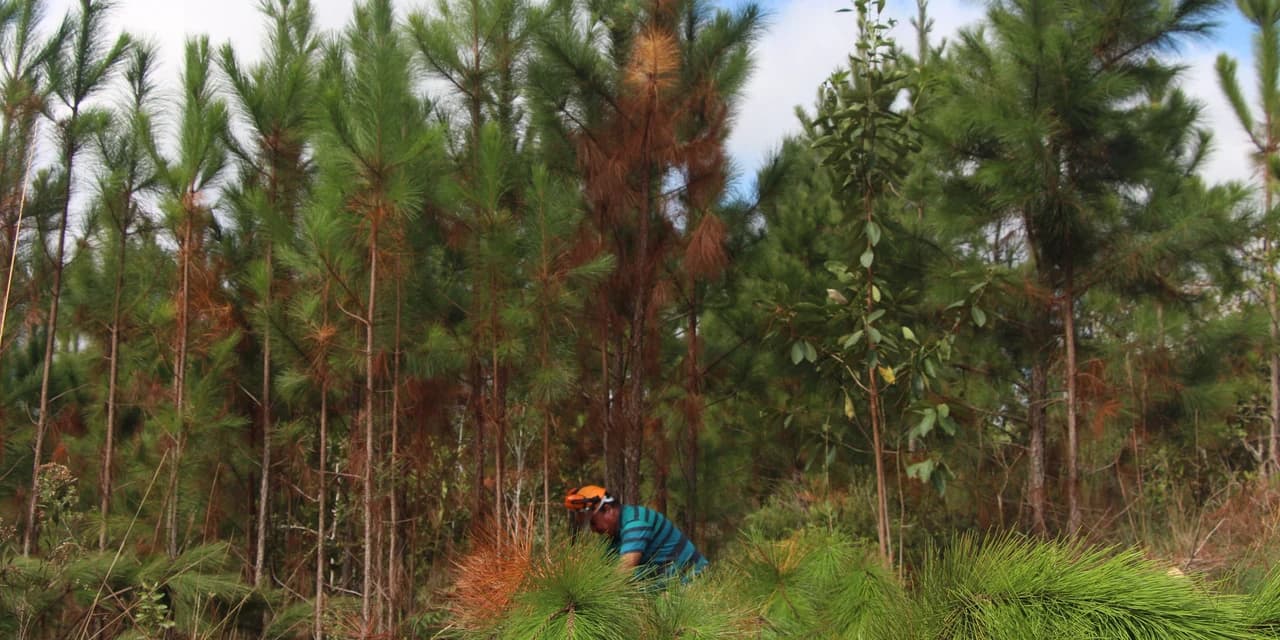 Estado regulamenta cultivo de pinus e outras plantas exóticas invasoras no Paraná
