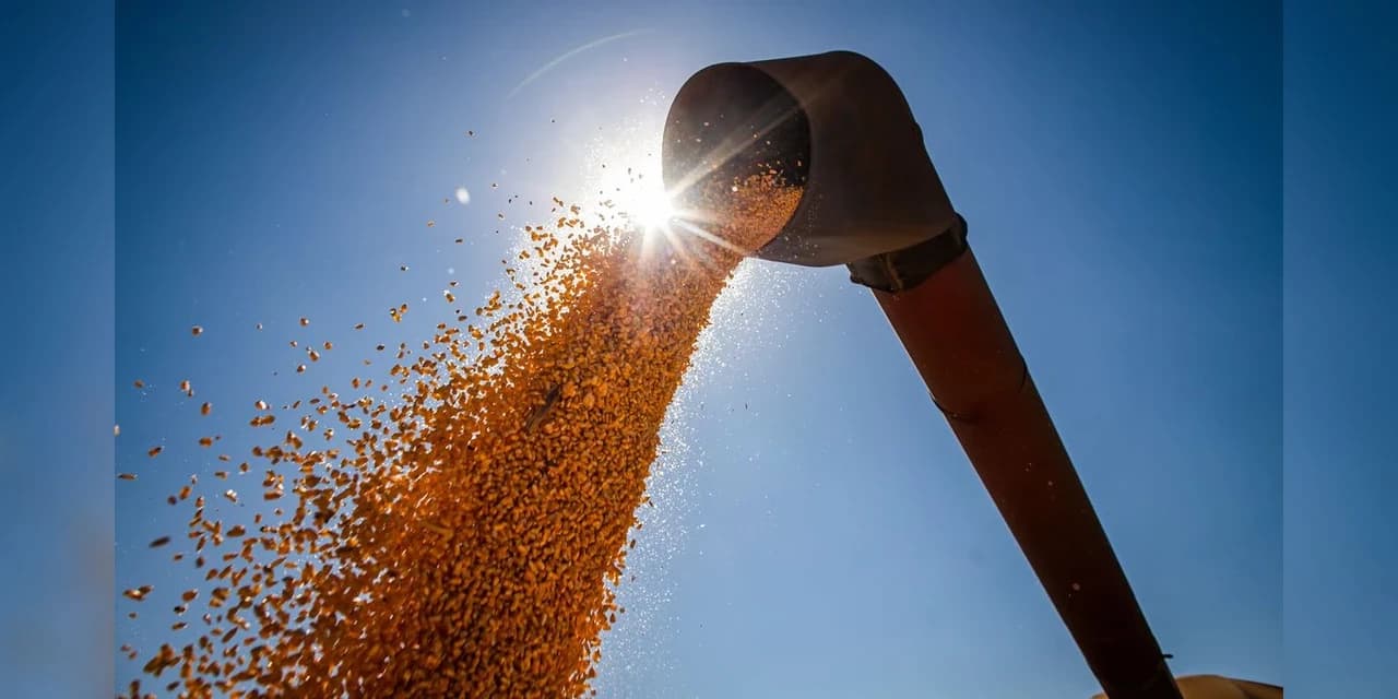 Conab estima produção de grãos em 315,8 milhões de toneladas