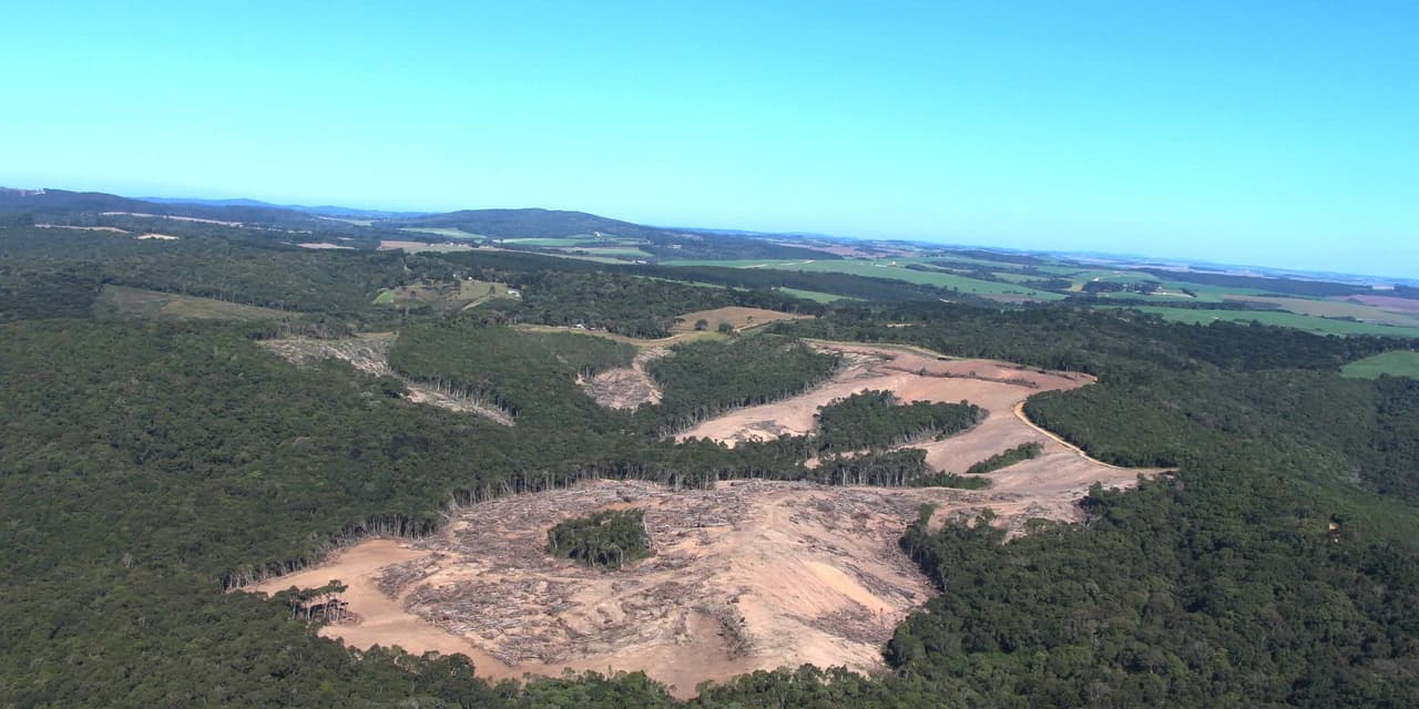 Fiscalização do IAT identifica 31,1 hectares de área desmatada em Piraí do Sul
