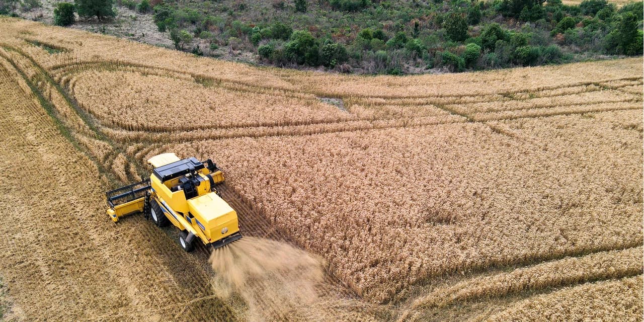 Com safra recorde de trigo, Paraná mantém ritmo de venda aos mercados interno e externo