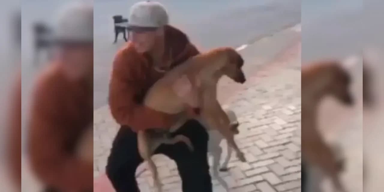 MP oferece denúncia criminal por maus-tratos contra homem que arremessou cachorro em Imbituva
