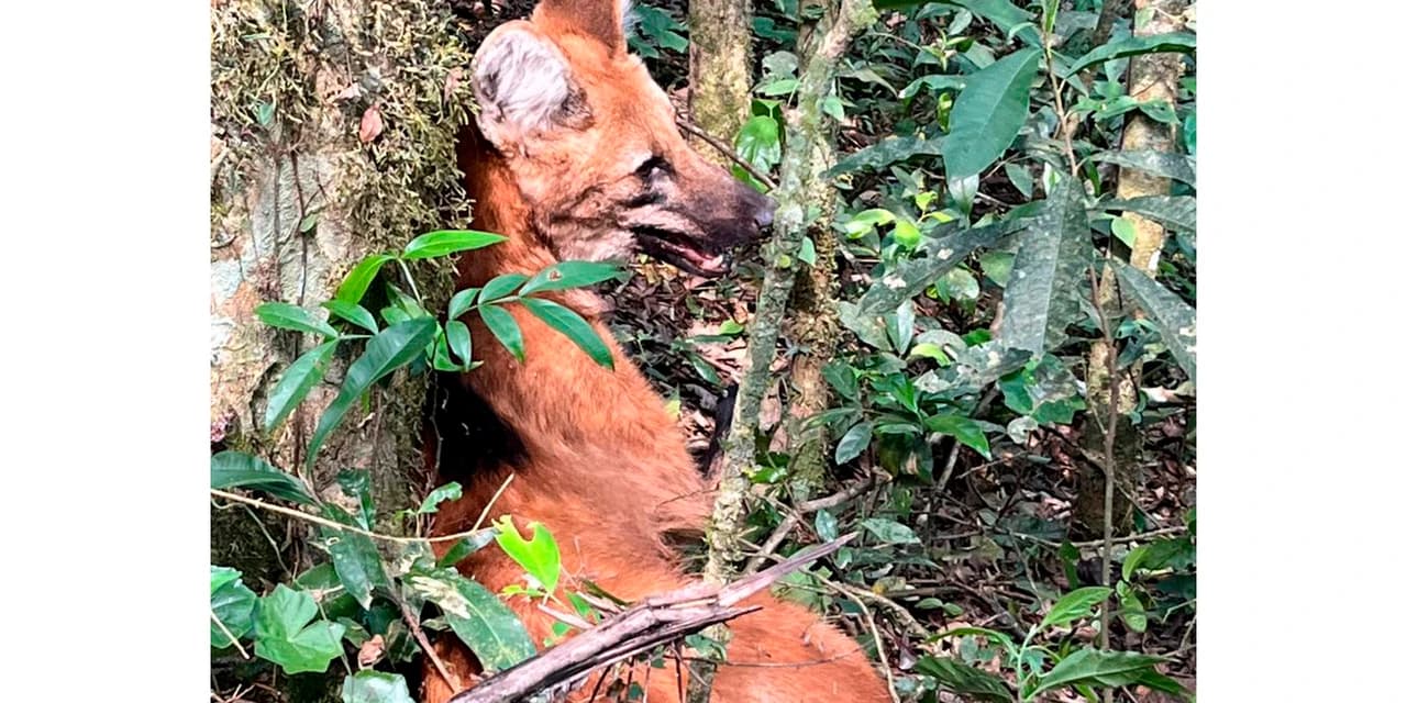 Após ser resgatado por PMs, lobo-guará volta à natureza com atuação de técnicos do IAT