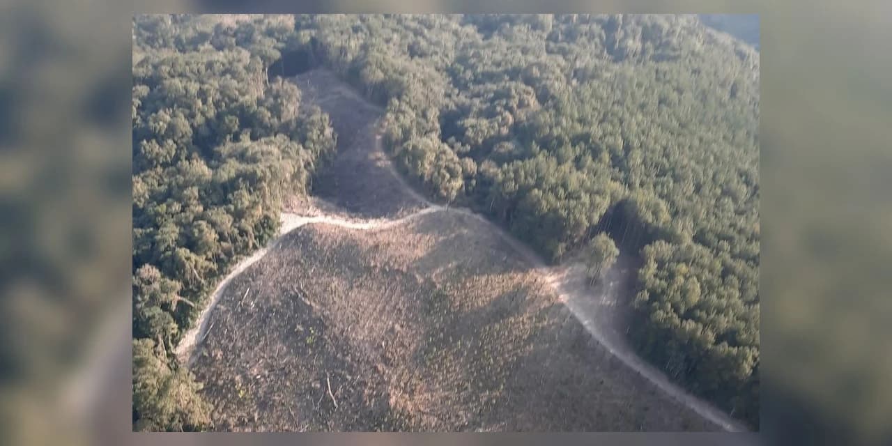 Operação resulta em 154 infrações e R$ 13,1 milhões em multas por desmatamento no Vale do Ribeira